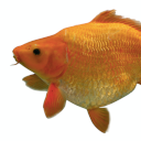 Common carp hebao red