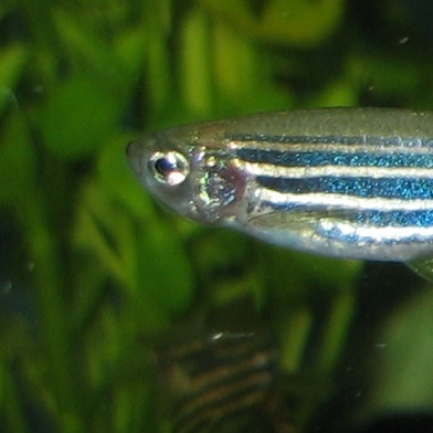 Zebrafish