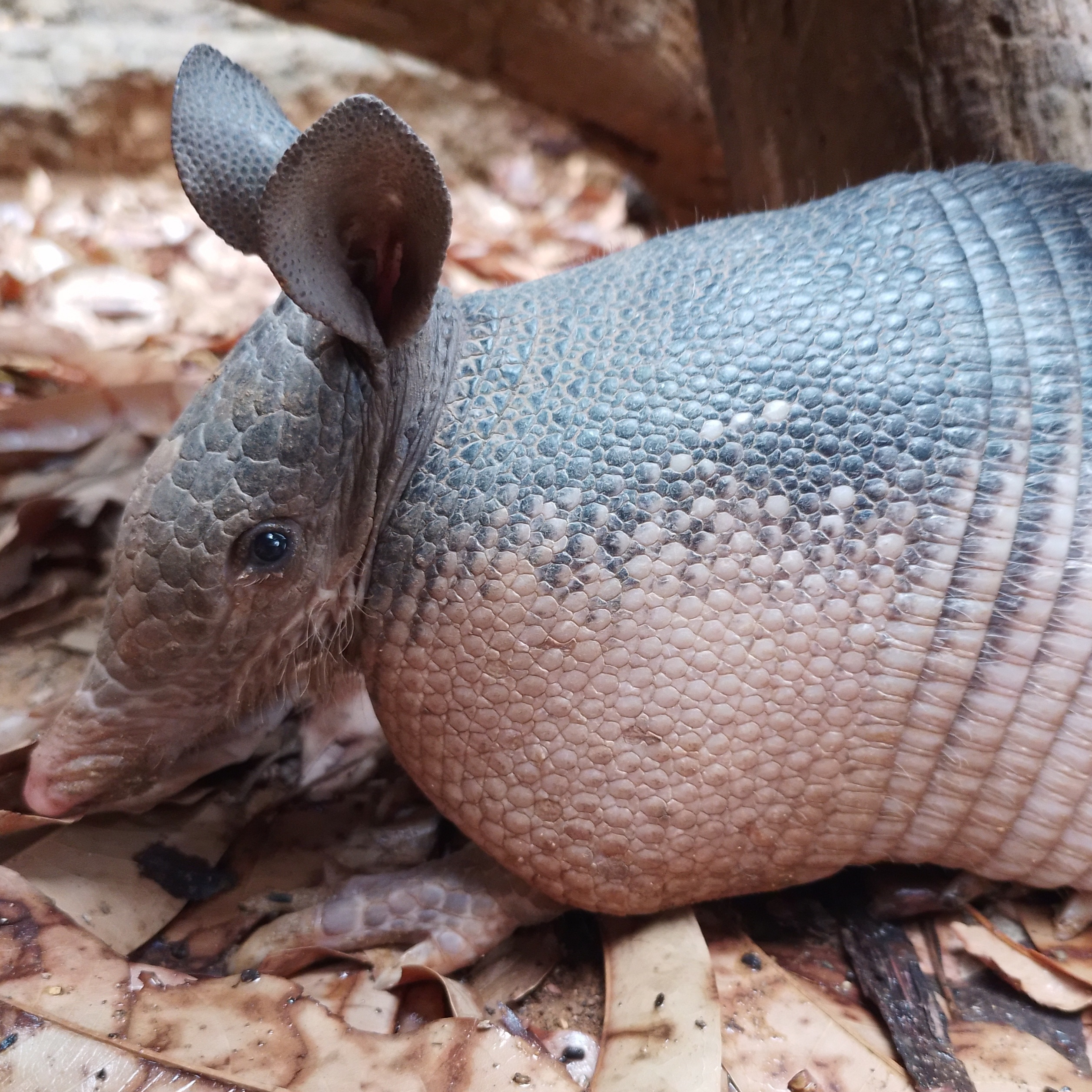 Armadillo