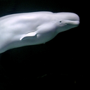 Beluga whale