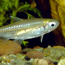 Denticle herring