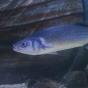 European seabass