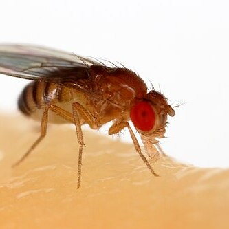 Drosophila melanogaster - (Fruit fly)