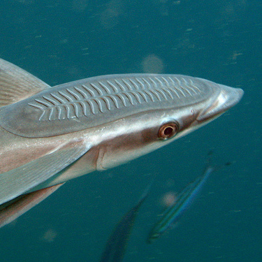 Live sharksucker