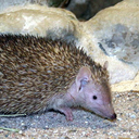 Lesser hedgehog tenrec