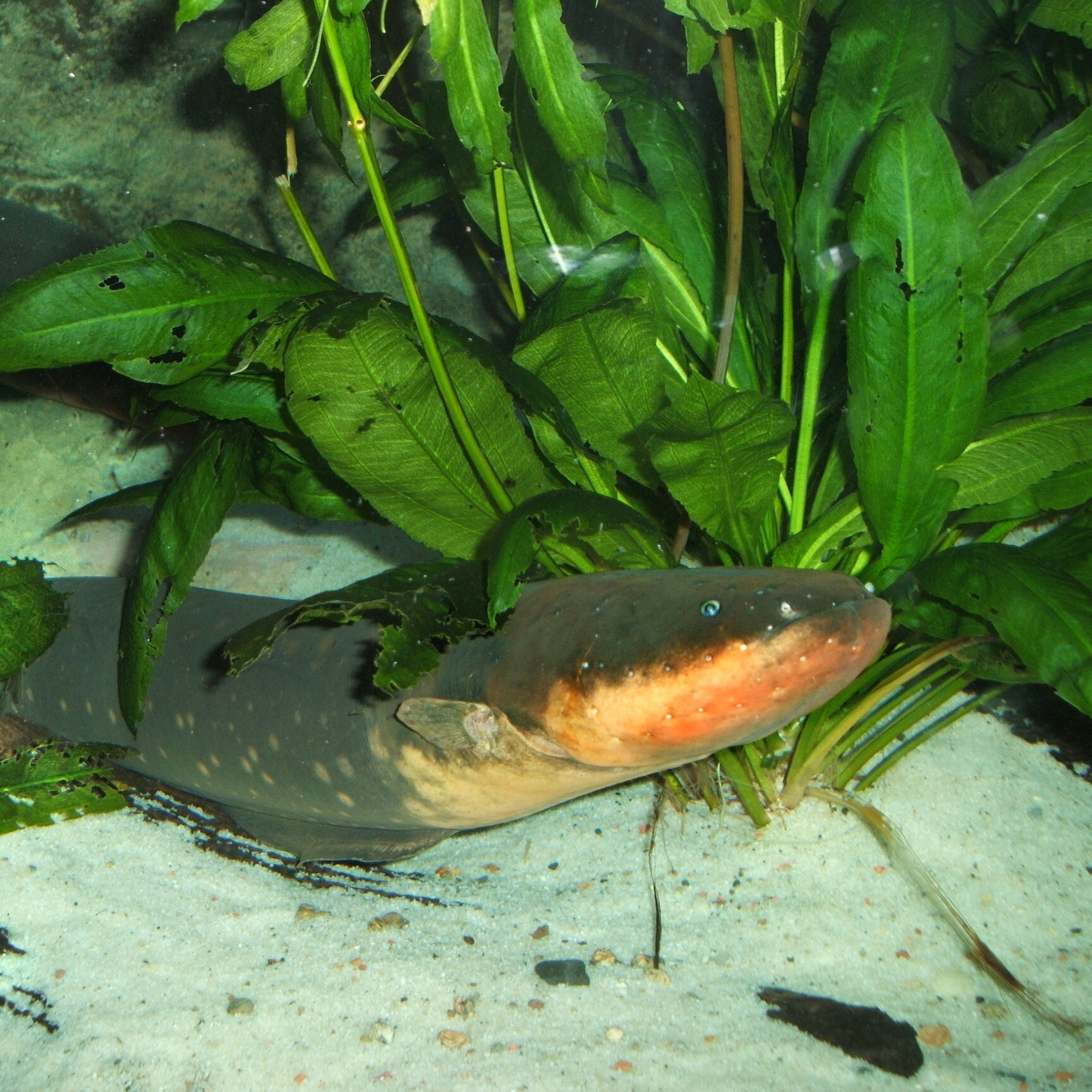 Electric eel