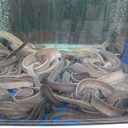 Hagfish