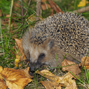 Hedgehog