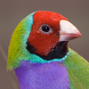Gouldian finch