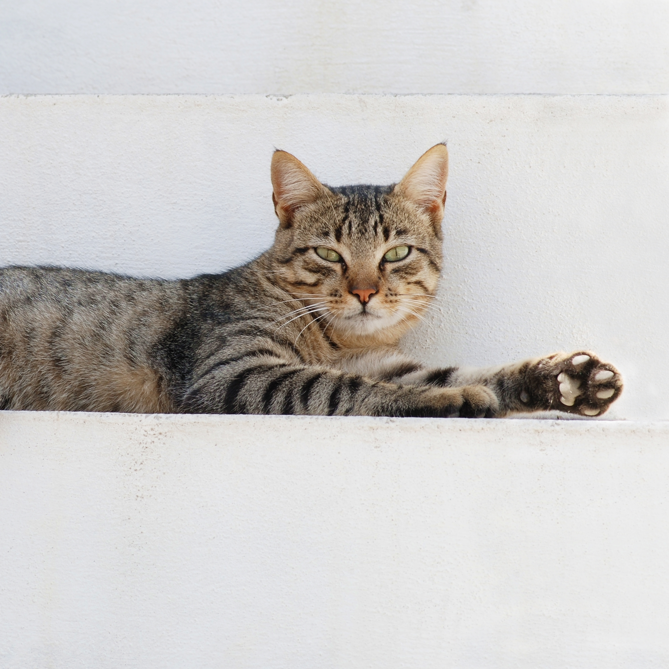 Domestic cat