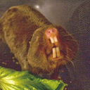 Damara mole rat