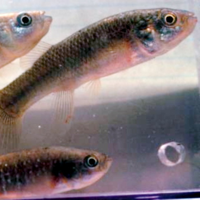 Mummichog