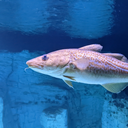 Atlantic cod