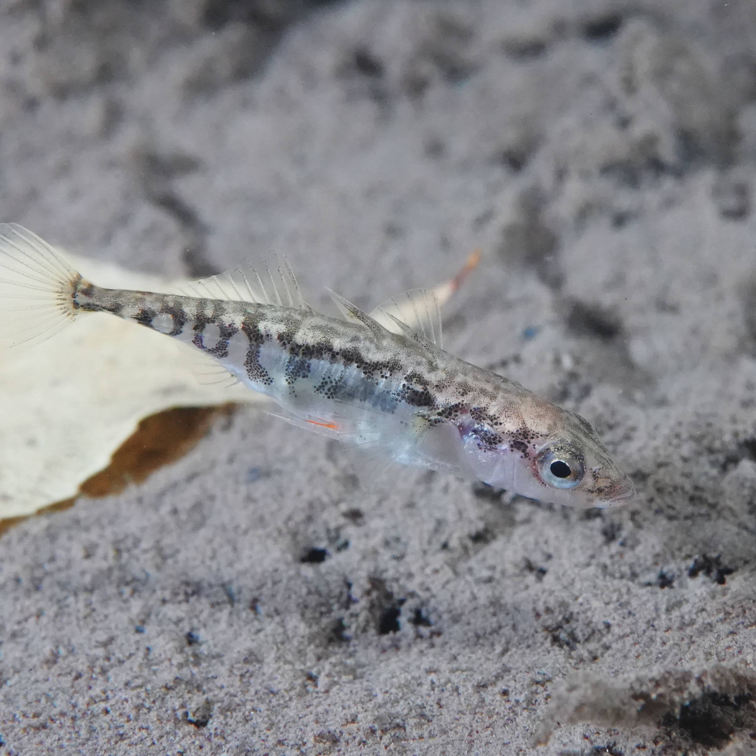 Stickleback