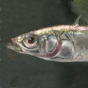 Three-spined sticklebacki - Freshwater BOT