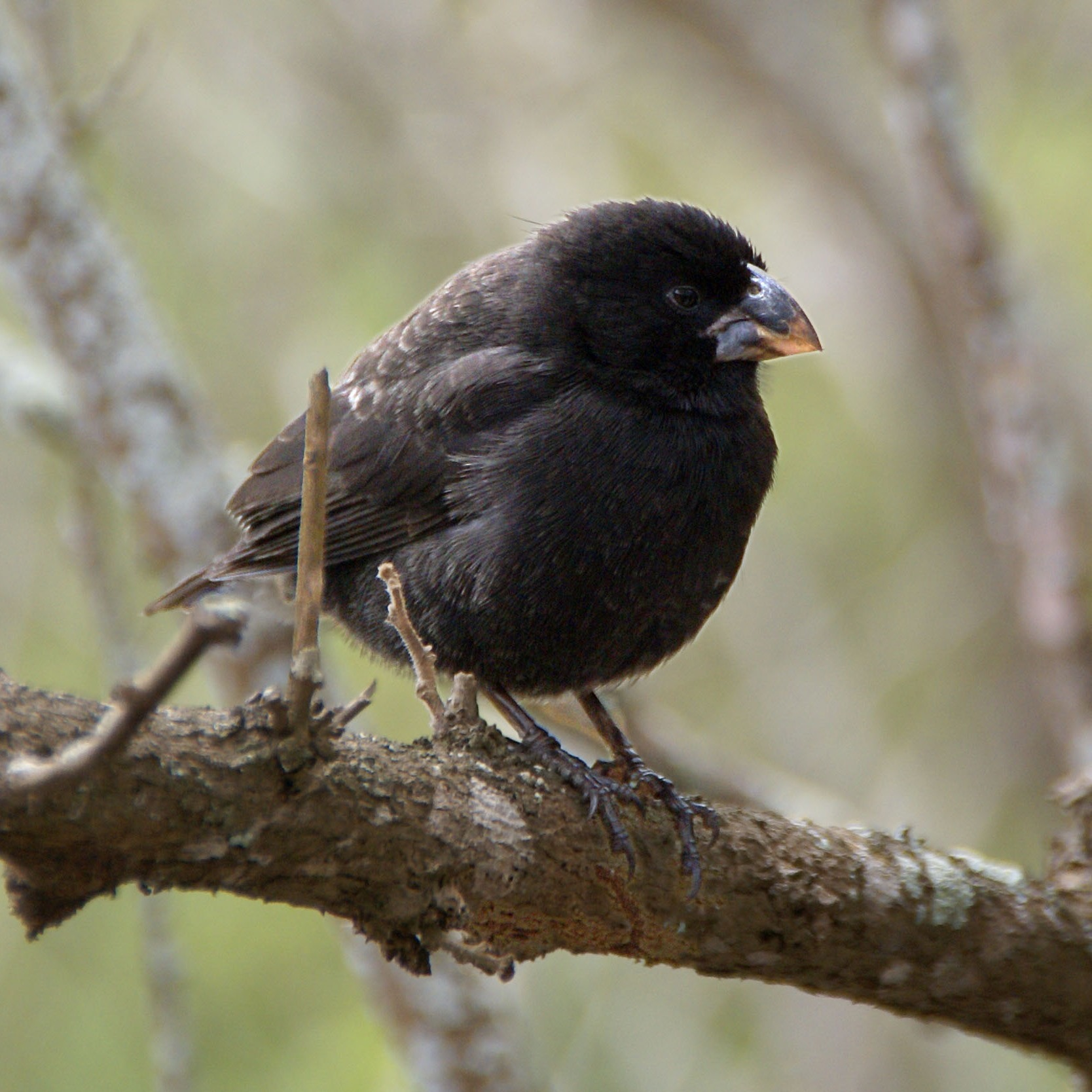 Medium ground-finch