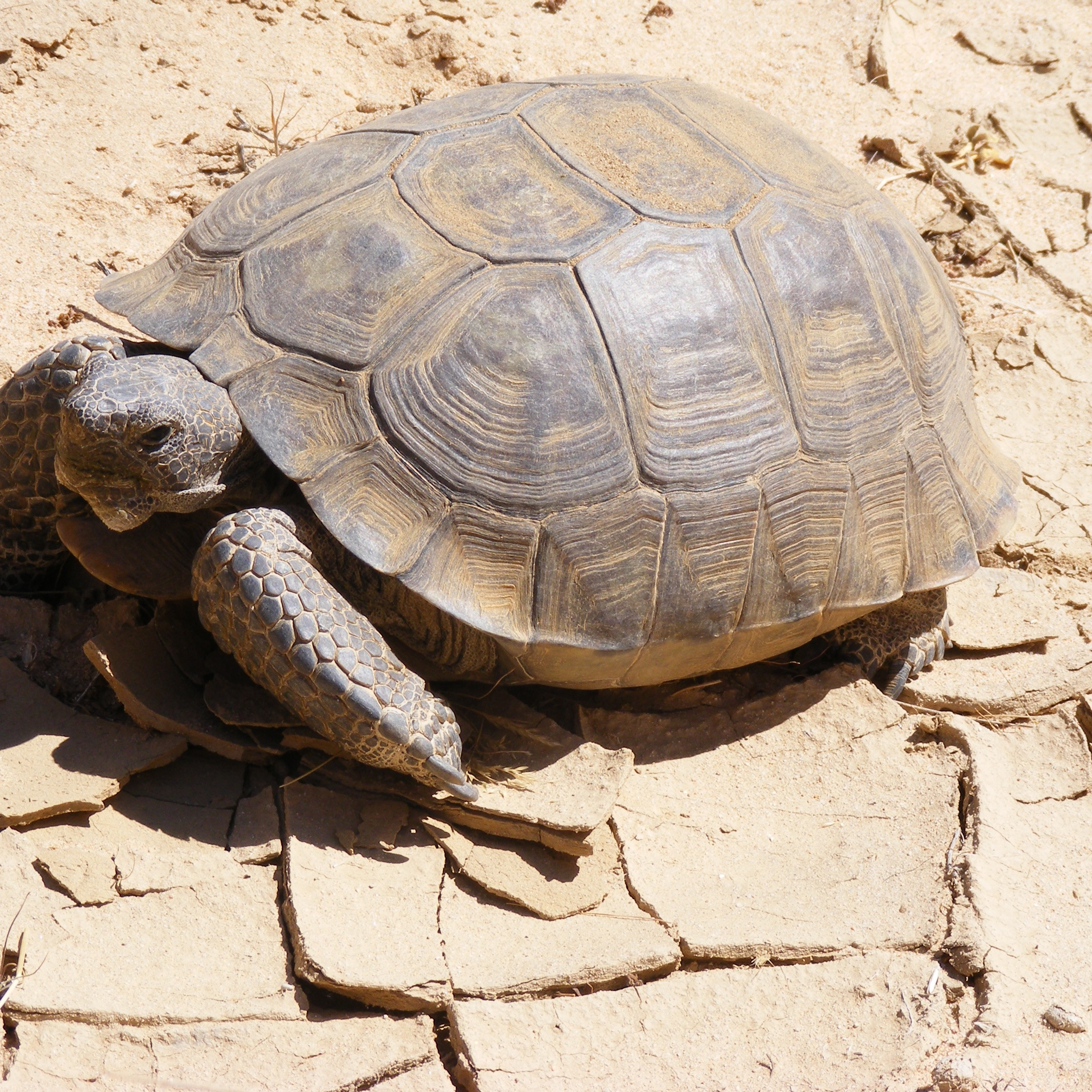 Agassiz's desert tortoise
