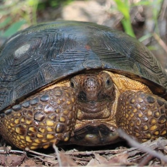 Goodes thornscrub tortoise