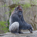 Gorilla