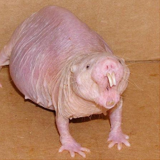 Naked mole-rat female