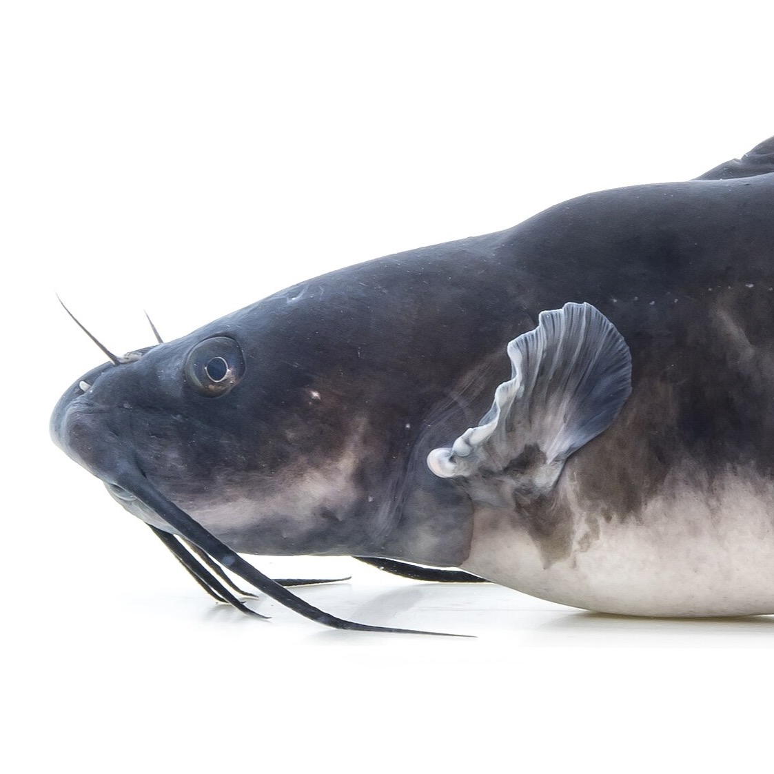 Channel catfish