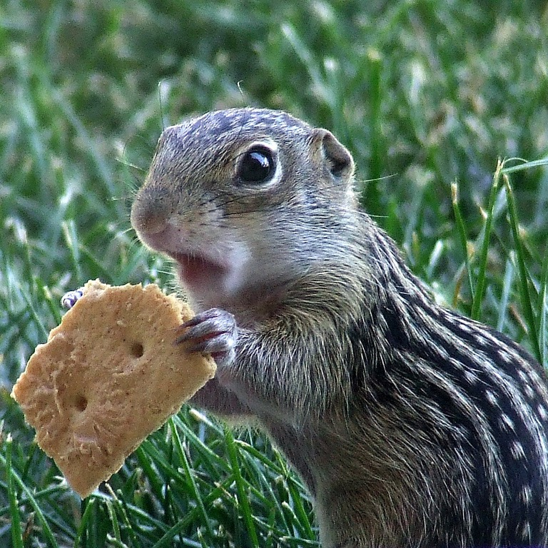Squirrel