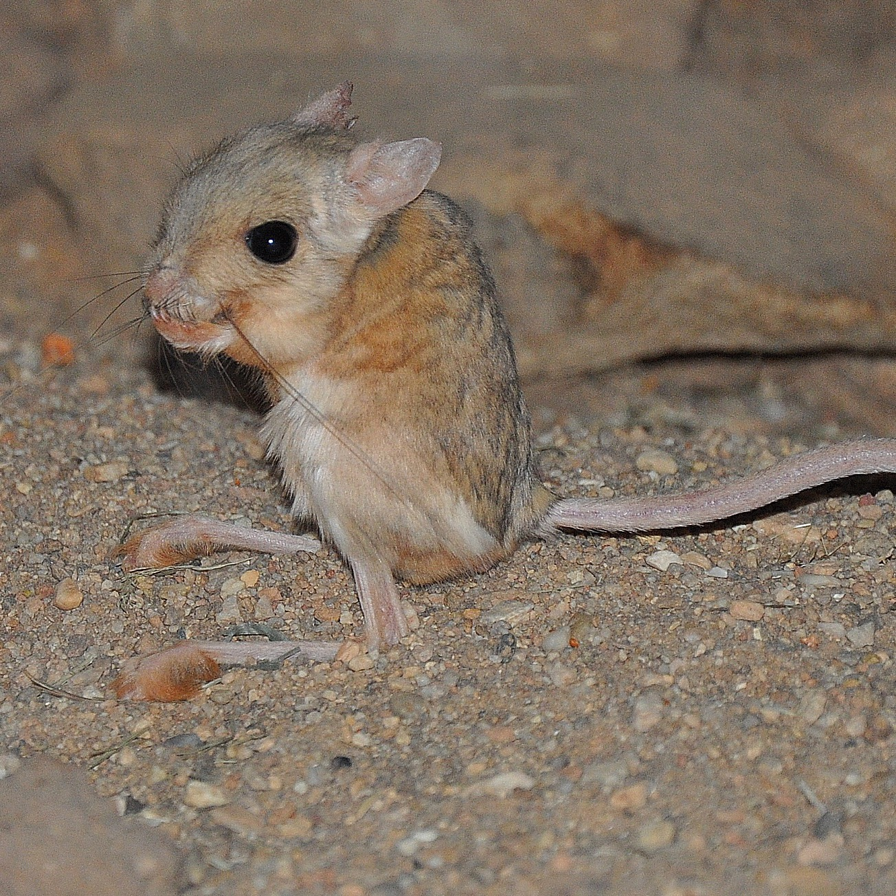Lesser Egyptian jerboa