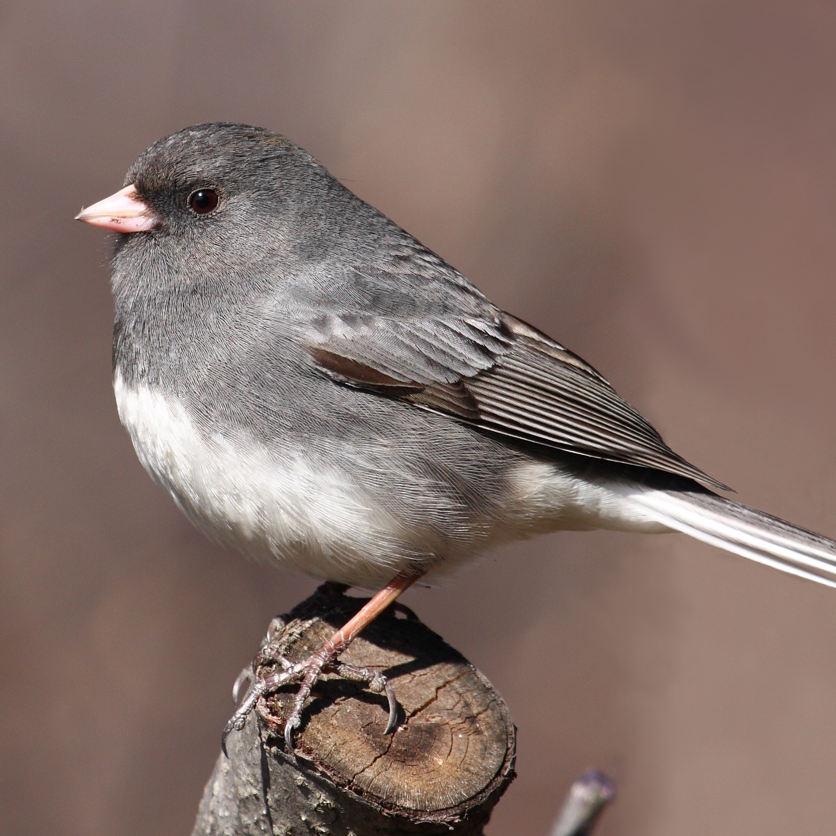 Dark-eyed junco