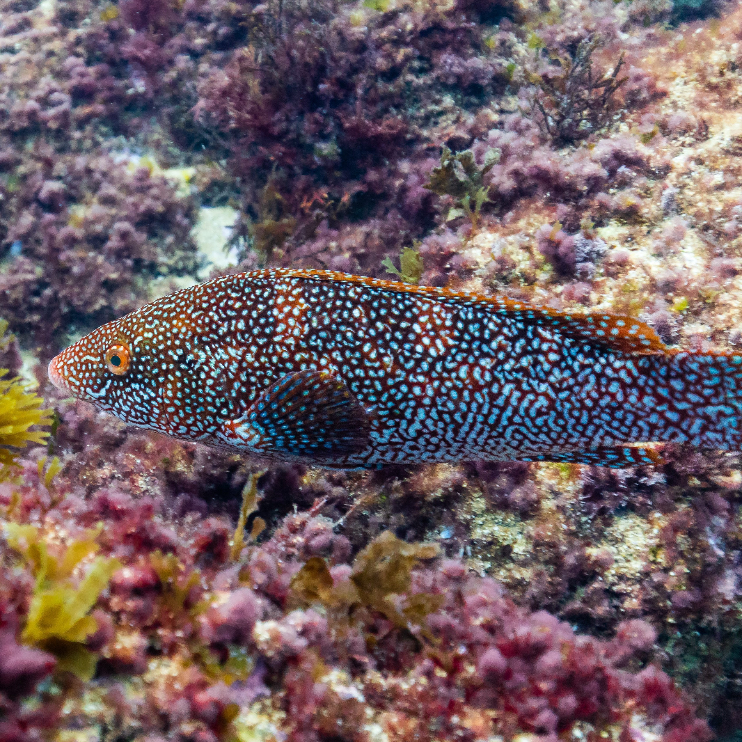 Ballan wrasse