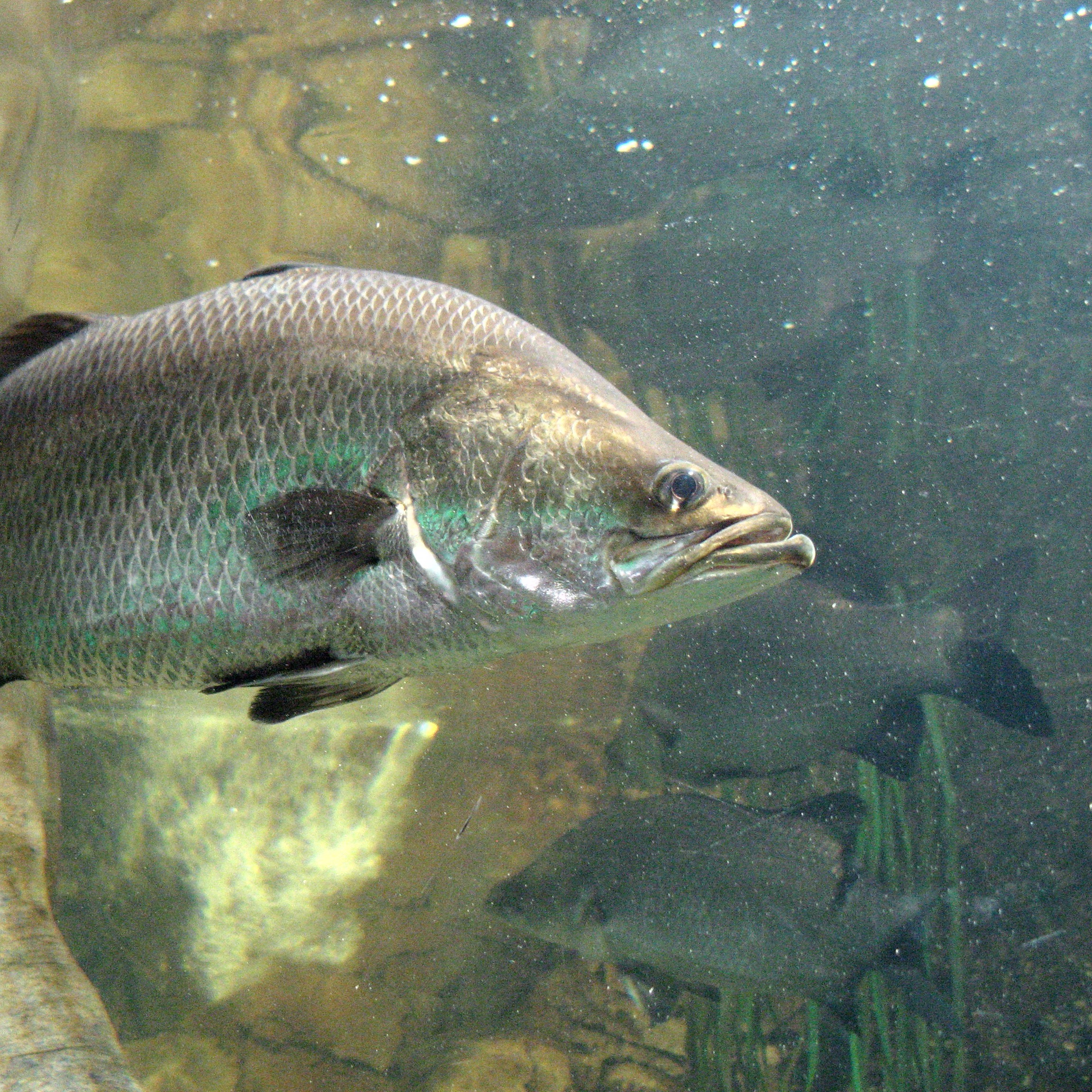 Barramundi perch