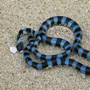Blue-ringed sea krait
