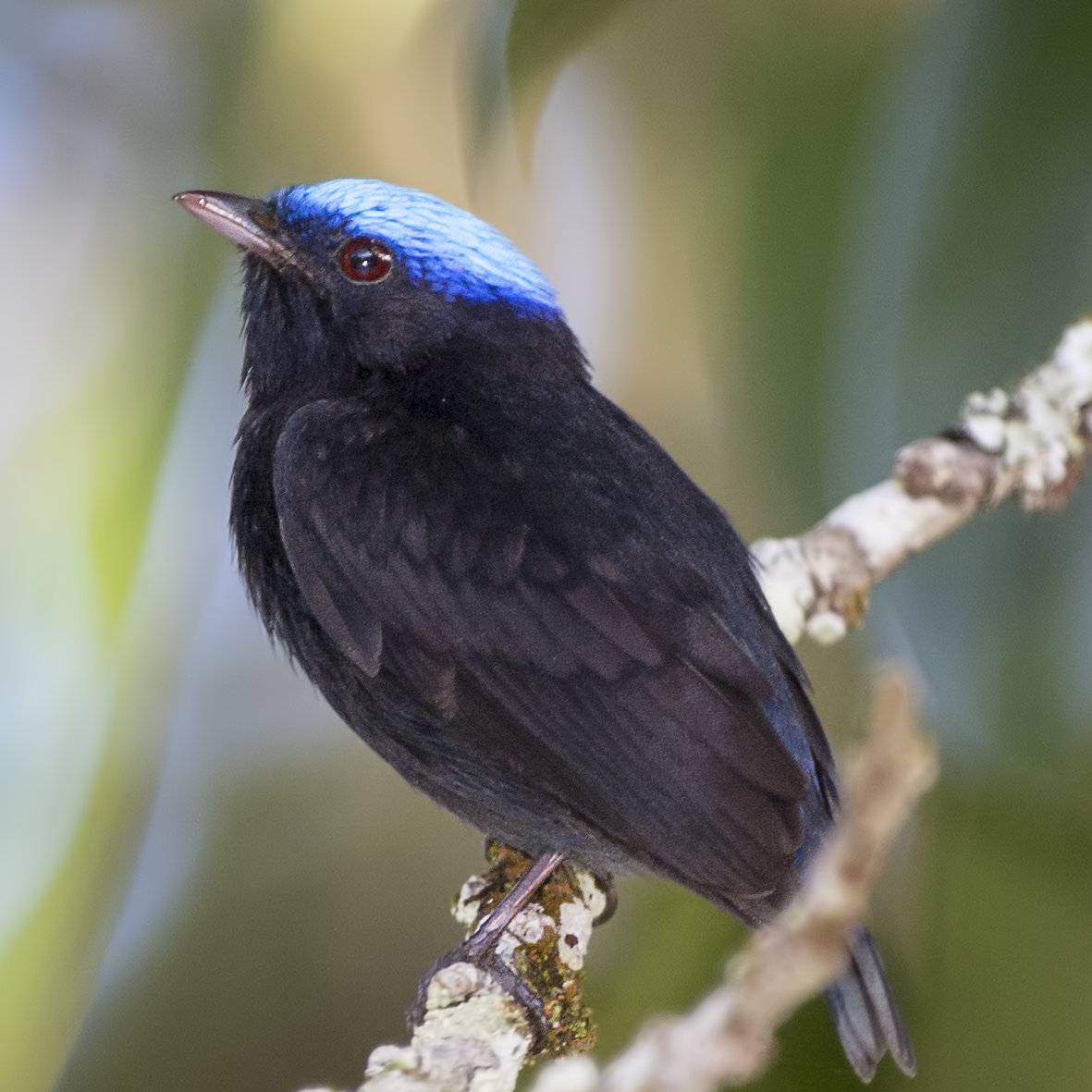 Blue-crowned manakin