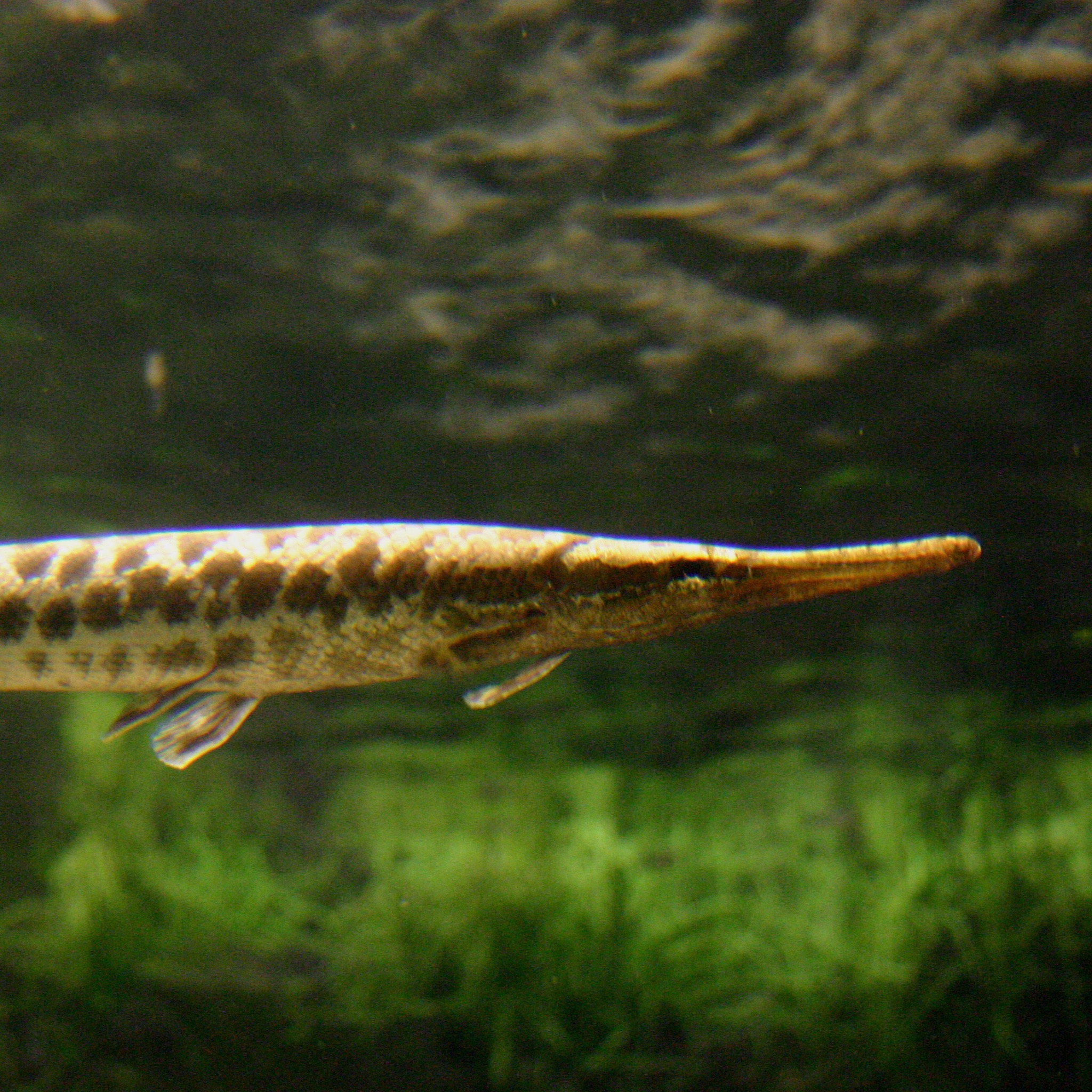 Spotted gar