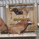 Bengalese finch