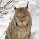 Canada lynx
