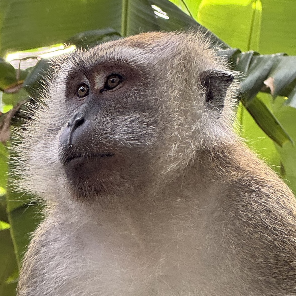 Crab-eating macaque