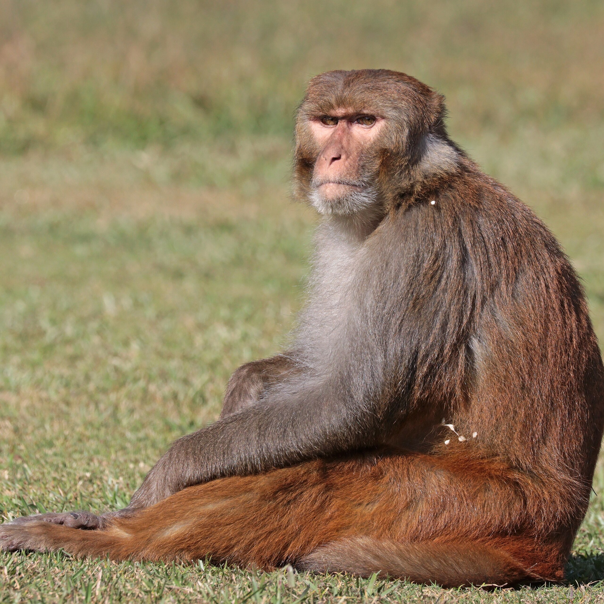 Macaque