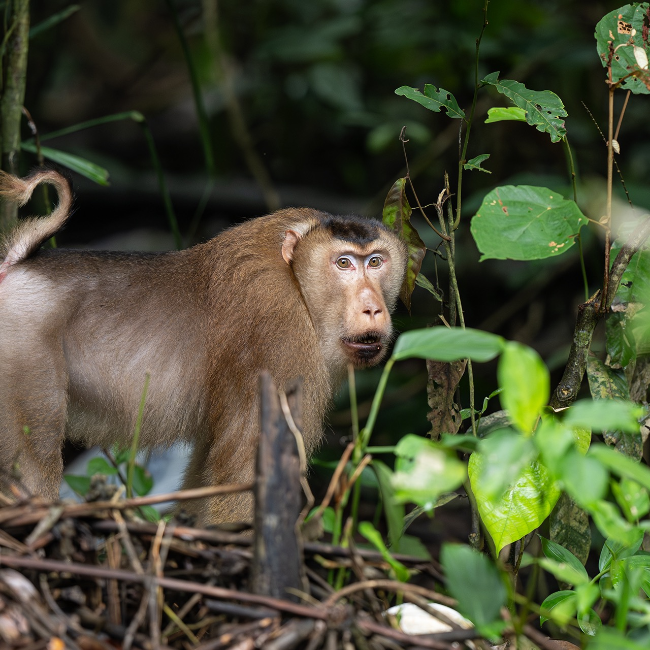 Pig-tailed macaque