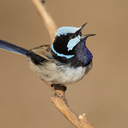 Superb fairywren