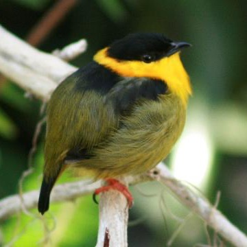Golden-collared manakin
