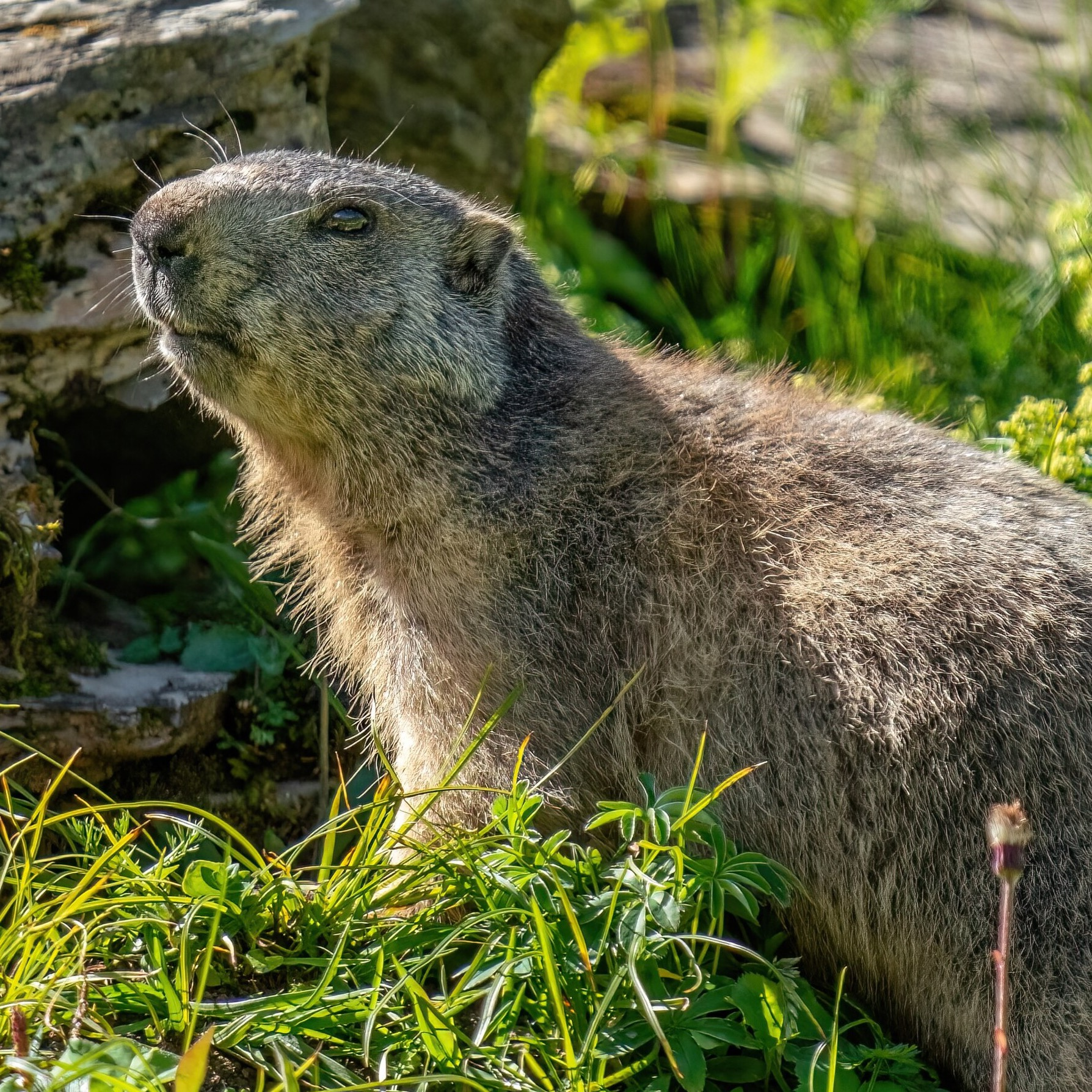 Alpine marmot