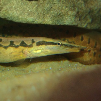 Zig-zag eel