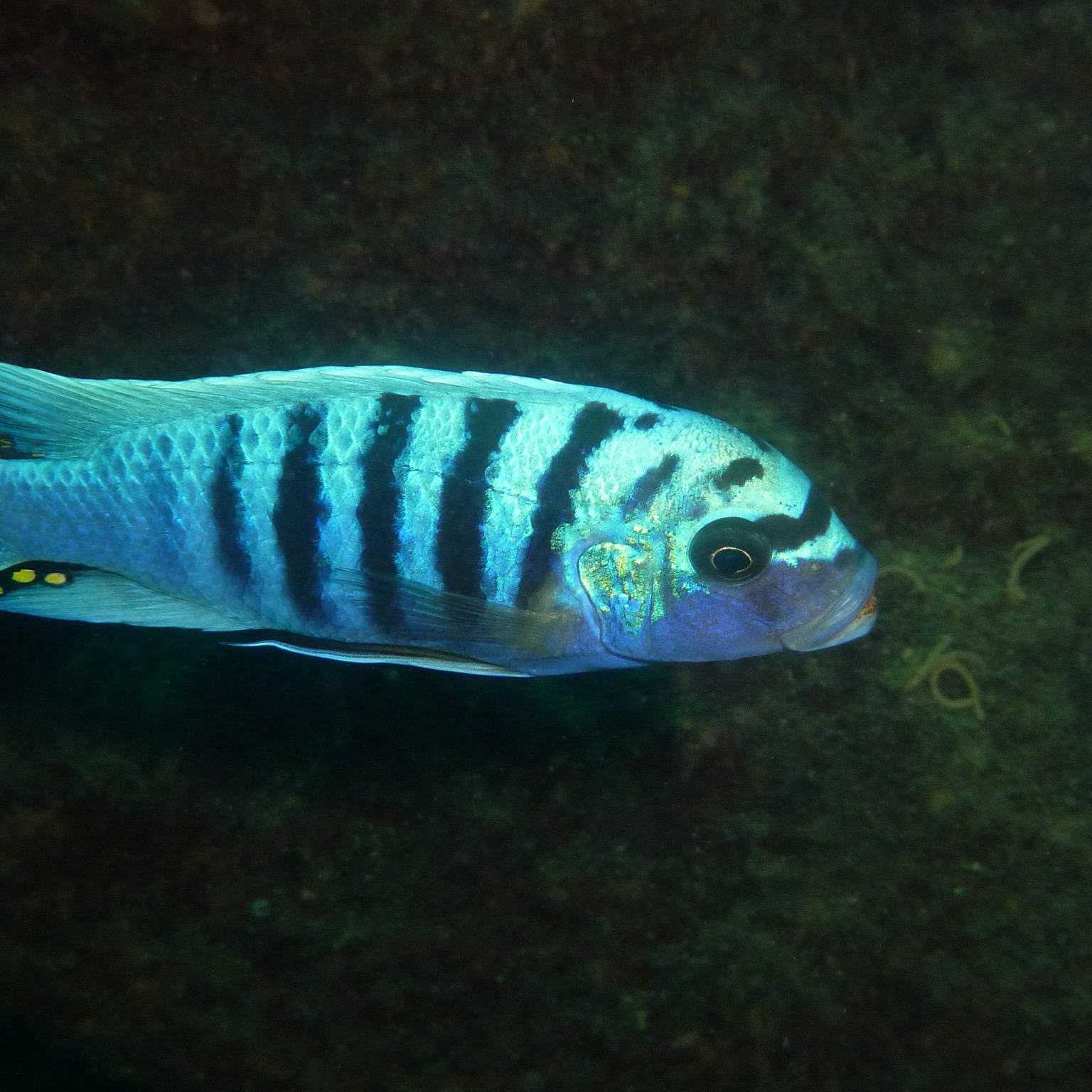 Zebra mbuna