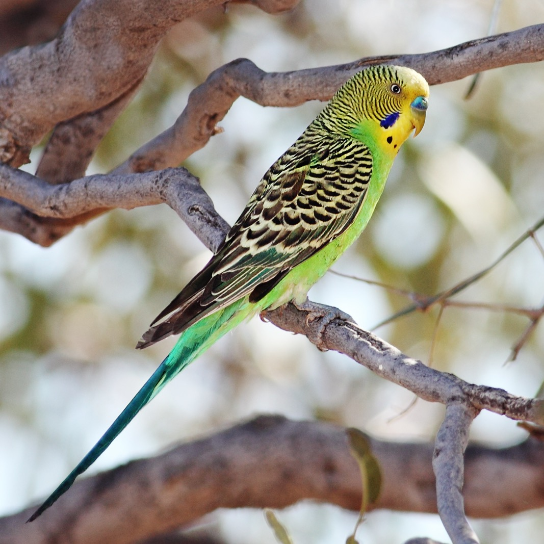 Budgerigar
