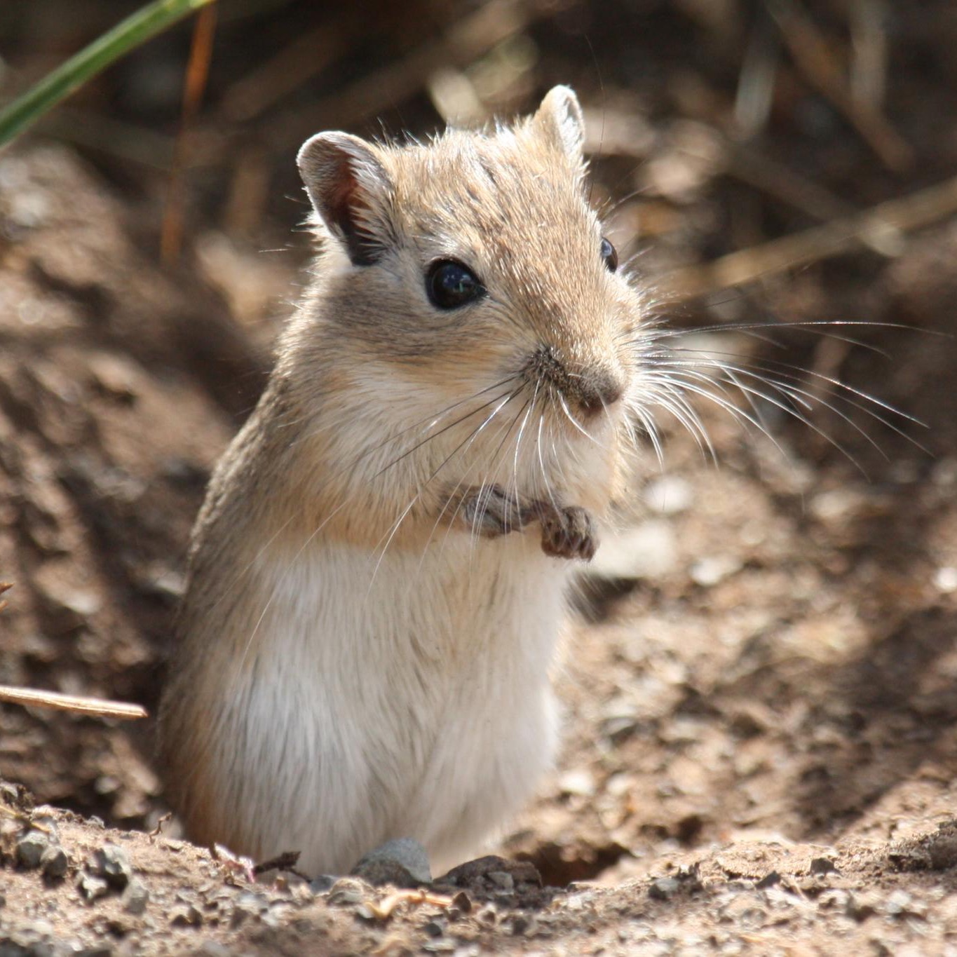 Mongolian gerbil