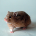 Golden Hamster