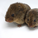Prairie vole