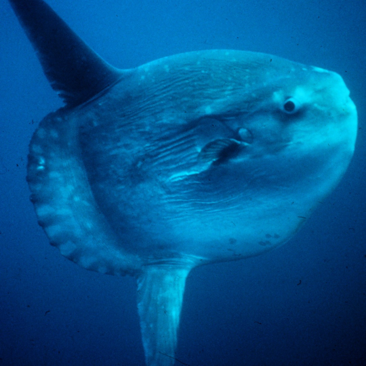 Ocean sunfish