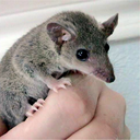Opossum