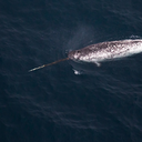 Narwhal